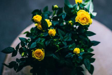 黄玫瑰花语，黄玫瑰可以送女朋友吗?