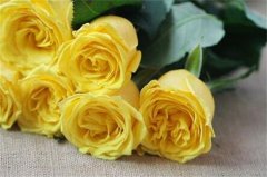 黄玫瑰花语，黄玫瑰可以送女朋友吗?