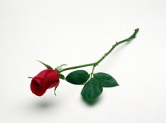 七夕应该送什么颜色的玫瑰花，不同颜色的花语是什么
