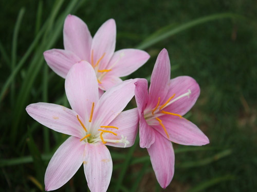 水仙花花语，寓意是什么？