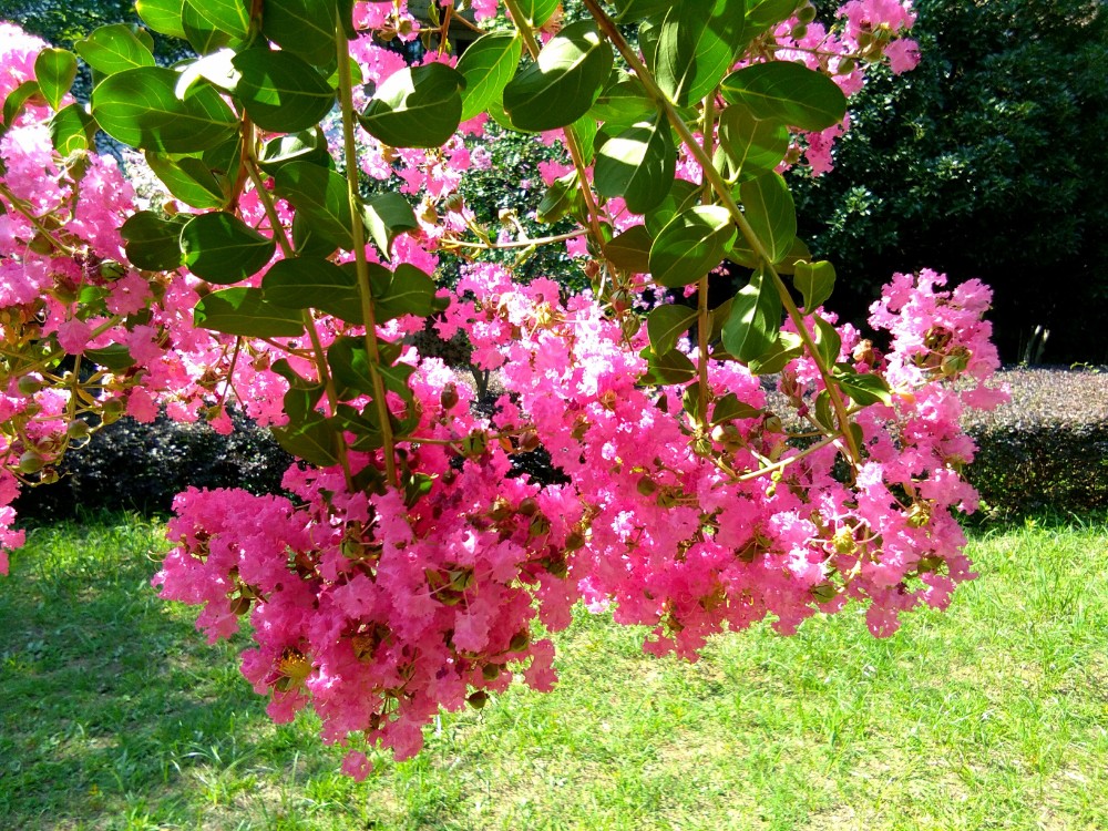 紫薇花语是什么，紫薇花寓意与传说