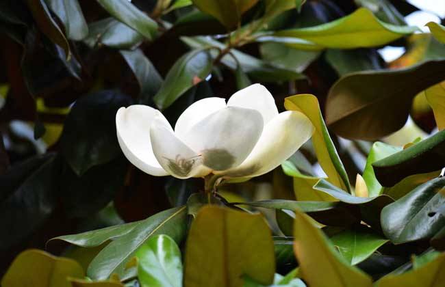 如何延长白玉兰花期，白玉兰花语是什么