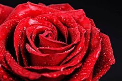 白玫瑰与红玫瑰的寓意，21朵红玫瑰的花语