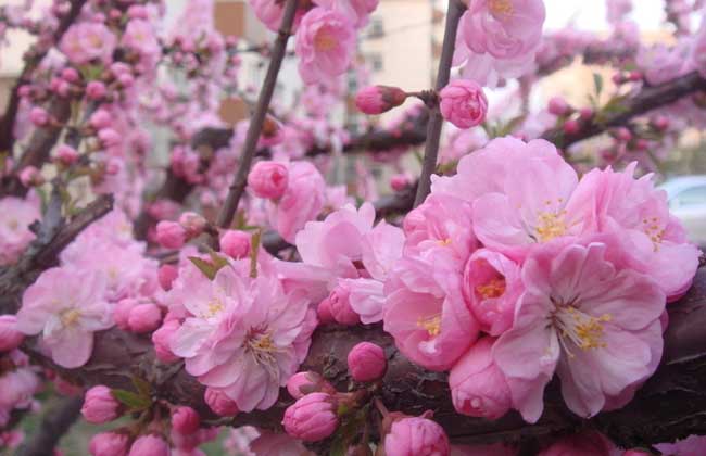 樱花的花语，樱花的特点