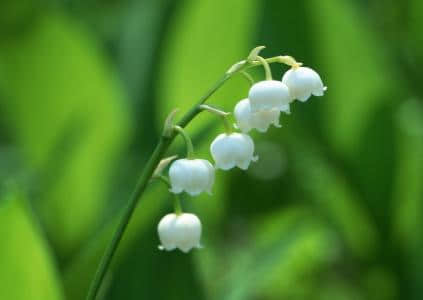 铃兰花的花语是什么？铃兰花花语寓意介绍大全！