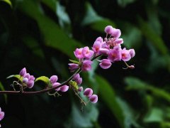 珊瑚藤种子怎么种，珊瑚藤的花语和传说
