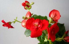 四季海棠花的繁殖方法，四季海棠花语