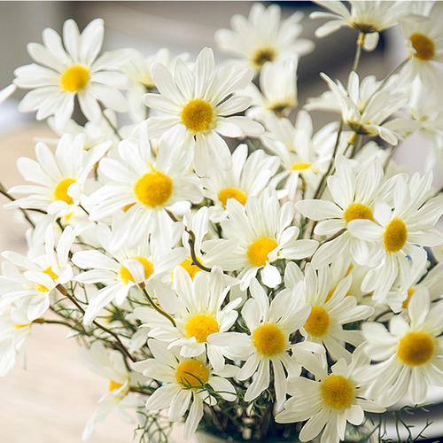 荷兰菊花语，特别的传说