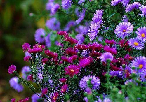 荷兰菊花语，特别的传说