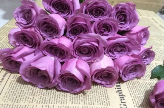 紫玫瑰代表什么，白玫瑰和紫玫瑰的花语