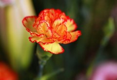 康乃馨花语是什么，送给母亲的礼物