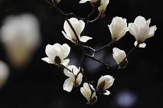 木兰花花语，关于木兰花的诗句