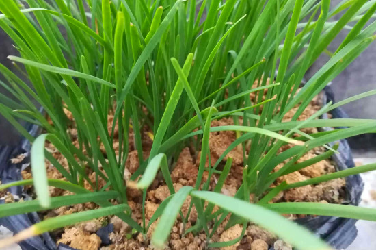 韭菜是一种什么类型的植物，韭菜花花语