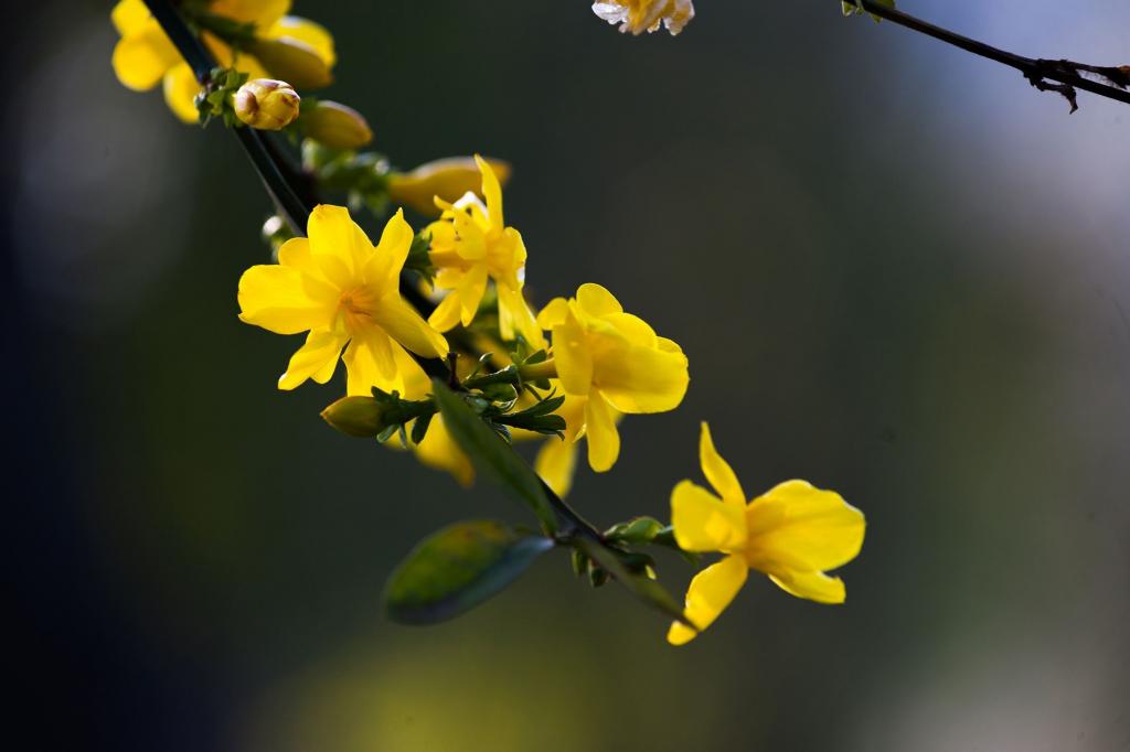 迎春花花语是什么，美丽的传说