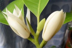 白兰花花语，白兰花养殖方法