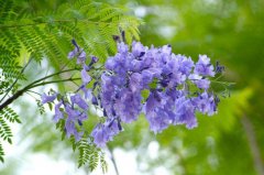 蓝花楹花语，蓝楹花和蓝花楹区别