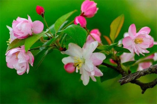 海棠花花语，海棠花什么时候开花