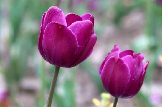 紫色郁金香花语，郁金香是什么