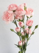 七夕节送什么花给女朋友最合适，每种鲜花的花语是什么