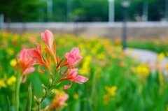 美人蕉花语，美人蕉什么时候开花