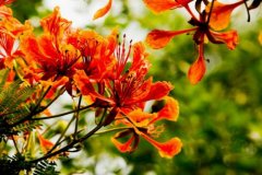 凤凰花花语是什么，凤凰花象征哪种人