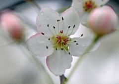 梨花的花语是什么，寓意是什么