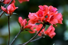 杜鹃花花语，浪漫属于你