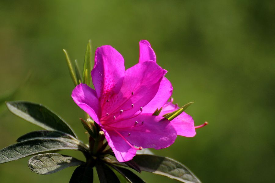 杜鹃花花语，浪漫属于你