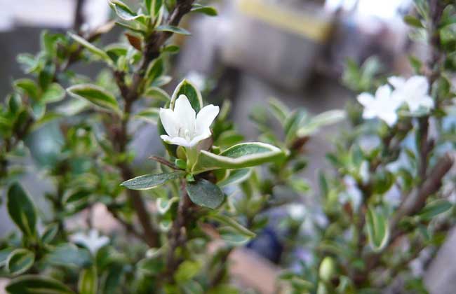 六月雪花语，六月雪的传说故事