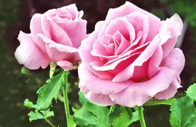 2朵粉玫瑰代表什么意思，粉玫瑰花语