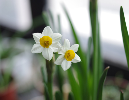 水仙花花语，水仙花的养殖方法和注意事项