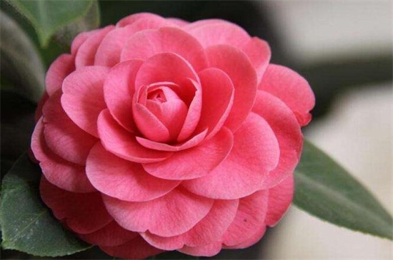 山茶花的花语,山茶花的养殖方法 山茶花的花语,山茶花的养殖方法