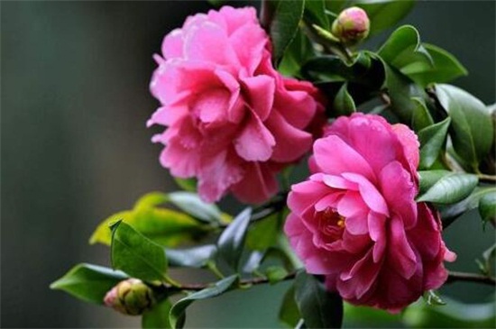 山茶花的花语,山茶花的养殖方法 山茶花的花语,山茶花的养殖方法