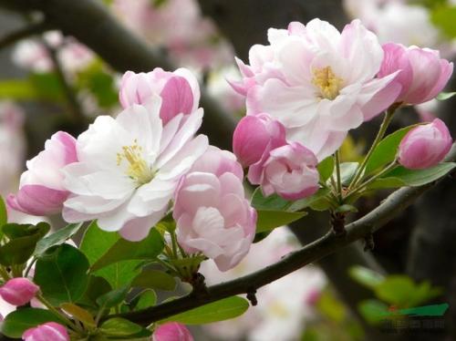 西府海棠什么时候开花，花语是什么?
