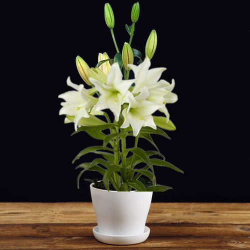 百合花语,深深的祝福,百年好合 百合花语,深深的祝福,百年好合