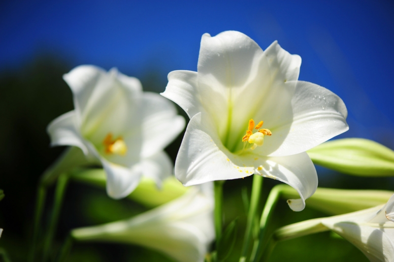 百合花语,深深的祝福,百年好合 百合花语,深深的祝福,百年好合