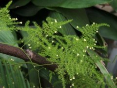 文竹花语是什么，文竹的水培养殖方法和注意事项
