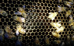 工蜂产卵20天怎么处理？