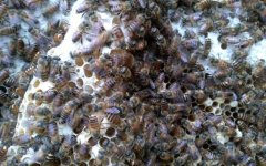 蜜蜂怎样才能安全过冬？