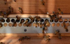 蜜蜂养殖技术及基本知识