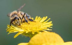 蜜蜂采蜜是什么行为？
