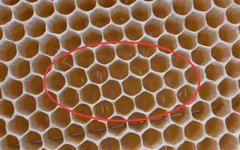 工蜂产卵后能活多久？