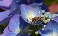 蜜蜂多少度会冻死？