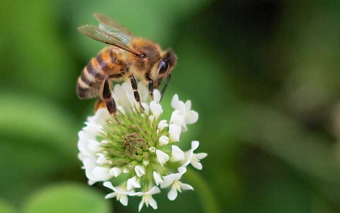 西方蜜蜂