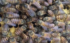 蜜蜂的寿命有多长？