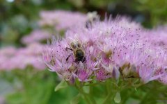 蜜蜂螫人后为什么会死？