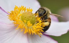 保育蜂、筑巢蜂、采蜜蜂的区别