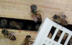 蜜蜂冬天会分群吗？