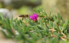 有关蜜蜂的资料有哪些？