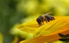 秋季蜜蜂没蜜了会跑吗？